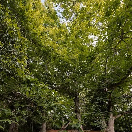 Mialon Rural Apartment: Haven Of Calm In Nature Apartament La Esperanza (Tenerife)