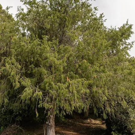 Mialon Rural Apartment: Haven Of Calm In Nature * La Esperanza (Tenerife)