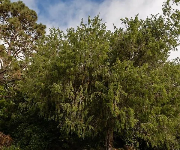 Apartment Mialon Rural Apartment: Haven Of Calm In Nature La Esperanza (Tenerife)
