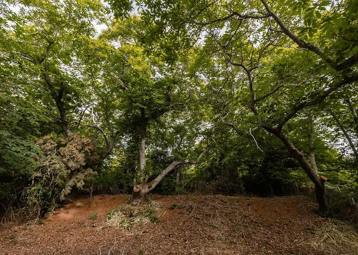 Mialon Rural Apartment: Haven Of Calm In Nature * La Esperanza (Tenerife)